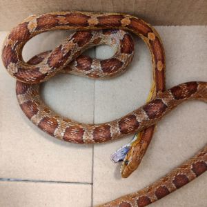 Gevonden: Reptiel Rattenslang – registratienummer 55395