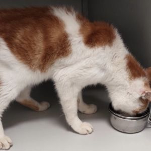 Gevonden: Kat Europese Korthaar – registratienummer 54386