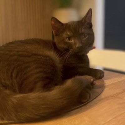 Vermist: Kat Kater – registratienummer 53800