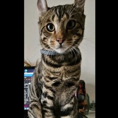 Vermist: Kat Europese Korthaar – registratienummer 53903