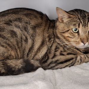 Gevonden: Kat Europese Korthaar – registratienummer 54906