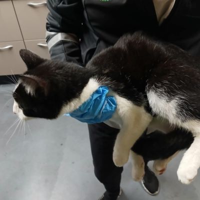 Gevonden: Kat ZICHTMELDING Europese Korthaar – registratienummer 55760