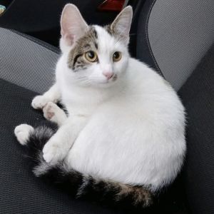 Gevonden: Kat Europese Korthaar – registratienummer 162025