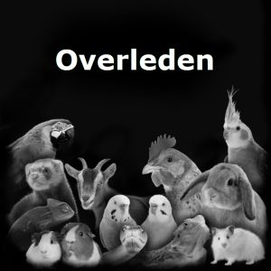 Gevonden: Vogel Grasparkiet – registratienummer 53709
