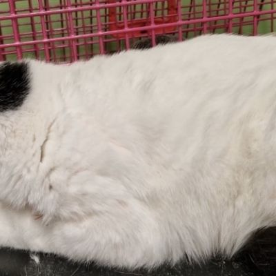 Gevonden: Kat Europese Korthaar – registratienummer 56