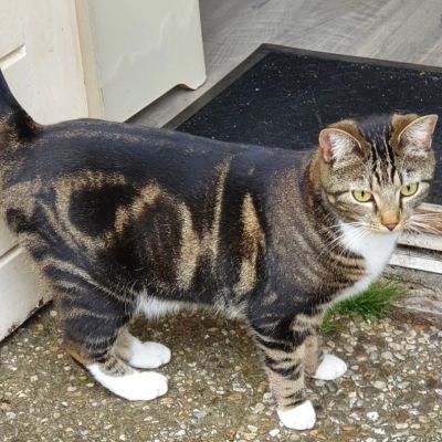 Vermist: Kat Europese Korthaar – registratienummer 53037