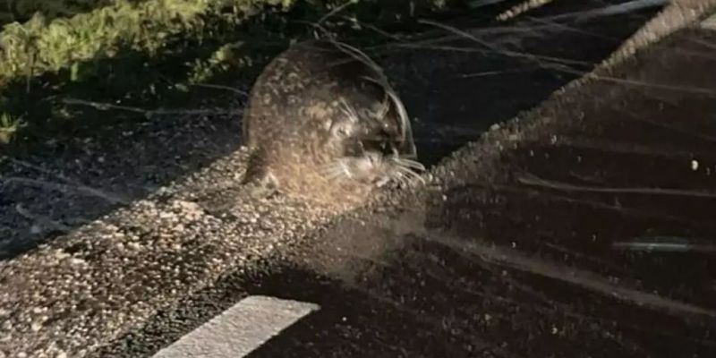 Huh! Een zeehond op de straat!