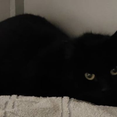 Gevonden: Kat Europese Korthaar  – registratienummer 53328