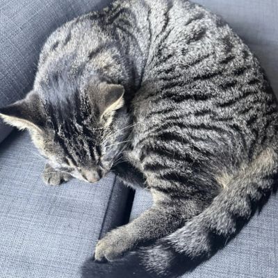 Gevonden: Kat Europese Korthaar *Zichtmelding* – registratienummer 56145