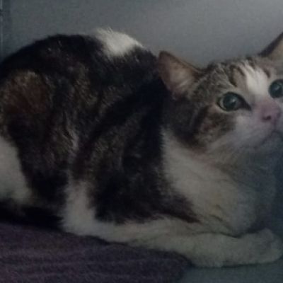 Gevonden: Kat Europese Korthaar – registratienummer 54364