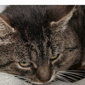 Gevonden: Kat Europese Korthaar – registratienummer 56360