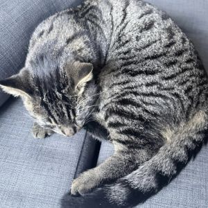 Gevonden: Kat Europese Korthaar *Zichtmelding* – registratienummer 56145