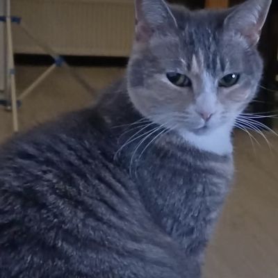 Vermist: Kat Europese Korthaar – registratienummer 53893