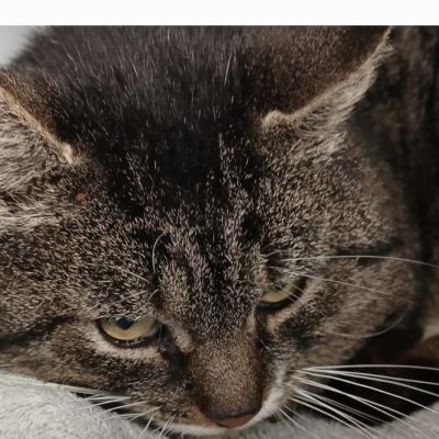 Gevonden: Kat Europese Korthaar – registratienummer 56360