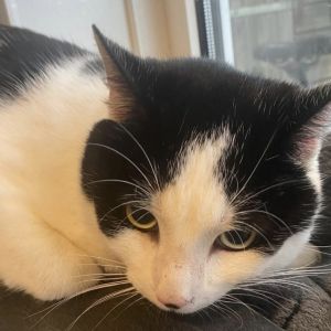 Gevonden: Kat Europese Korthaar – registratienummer 56385