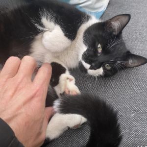 Gevonden: Kat Europese Korthaar  – registratienummer 56481