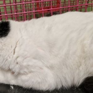 Gevonden: Kat Europese Korthaar – registratienummer 56