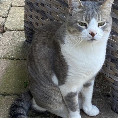 Vermist: Kat Europese Korthaar – registratienummer 56352