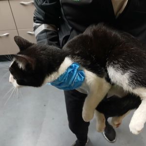 Gevonden: Kat ZICHTMELDING Europese Korthaar – registratienummer 55760
