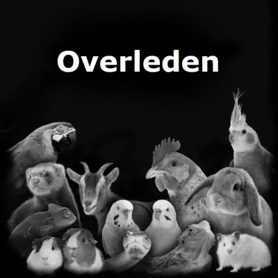 Gevonden: Vogel Grasparkiet – registratienummer 53709