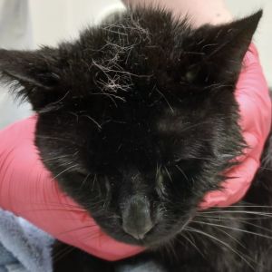 Gevonden: Kat Europese Korthaar – registratienummer 571