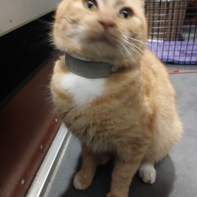 Gevonden: Kat Europese Korthaar *Zichtmelding* – registratienummer 56903