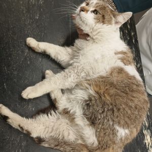 Gevonden: Kat Europese Korthaar – registratienummer 569