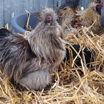 Gevonden: Vogel 2x Haan  – registratienummer 5696263