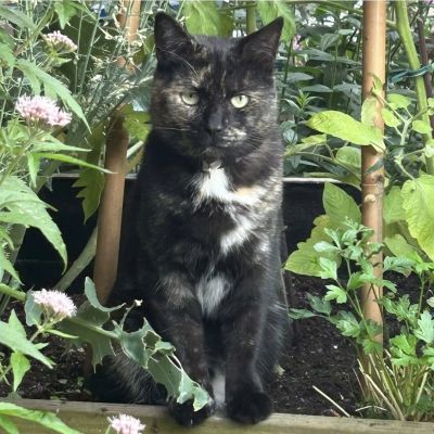 Vermist: Kat Europese Korthaar – registratienummer 56330