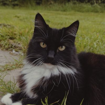 Vermist: Kat Boskat kruizing – registratienummer 54636