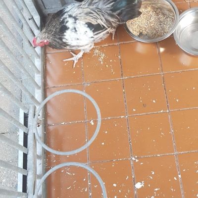 Gevonden: Vogel Haan – registratienummer 55432