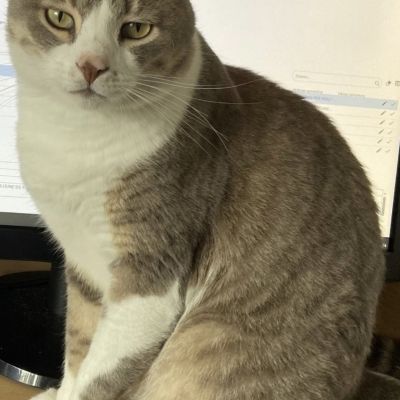 Vermist: Kat Europese Korthaar – registratienummer 56352