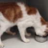 Gevonden: Kat Europese Korthaar – registratienummer 54386