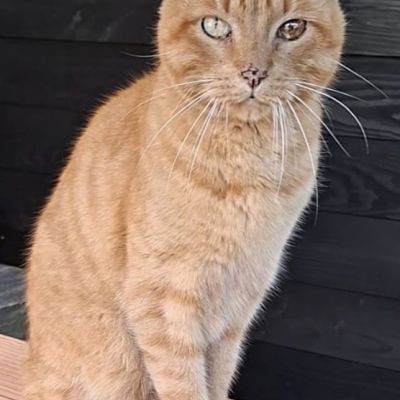 Vermist: Kat Europese Korthaar – registratienummer 55848