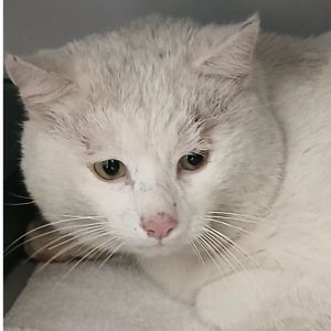 Gevonden: Kat Europese Korthaar – registratienummer 57041