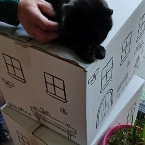 Gevonden: Kat Europese Korthaar *Zichtmelding* – registratienummer 56520