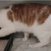 Gevonden: Kat Europese Korthaar – registratienummer 54765