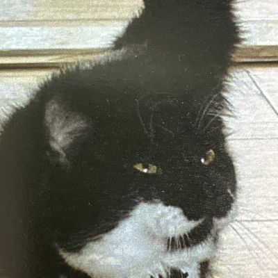 Vermist: Kat Europese Korthaar – registratienummer 52002