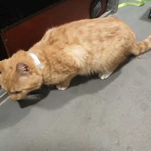 Gevonden: Kat Europese Korthaar *Zichtmelding* – registratienummer 56903