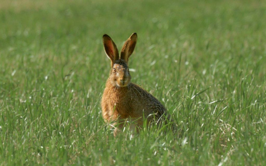 Waarschuwing voor konijnenvirus in Aagtenpark
