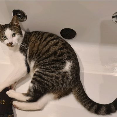 Vermist: Kat Europese Korthaar – registratienummer 57025