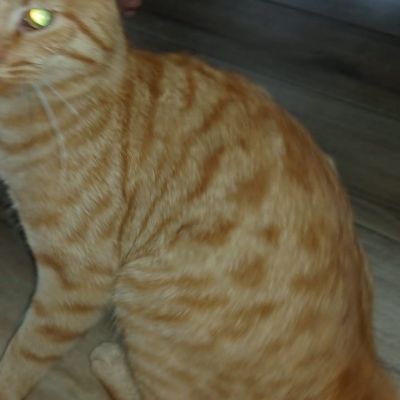 Gevonden: Kat Europese Korthaar *Zichtmelding* – registratienummer 56095