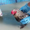 Gevonden: Vogel Kip/Haan – registratienummer 5434445