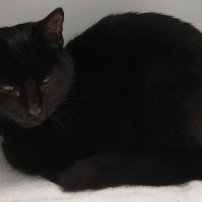 Gevonden: Kat Europese Korthaar – registratienummer 56427