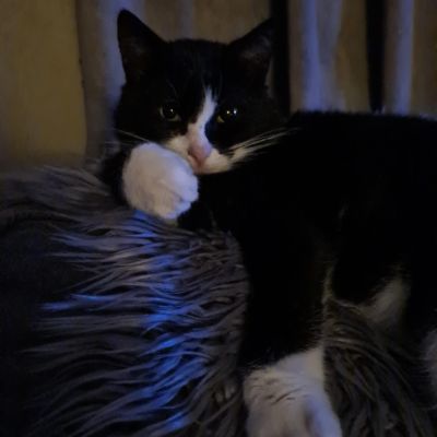 Vermist: Kat Europese Korthaar – registratienummer 56907