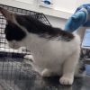 Gevonden: Kat Europese Korthaar – registratienummer 54287