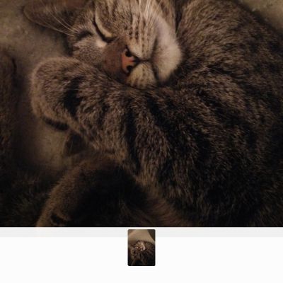 Vermist: Kat Europese Korthaar – registratienummer 54361