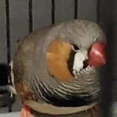 Gevonden: Vogel Zeebravink – registratienummer 53780