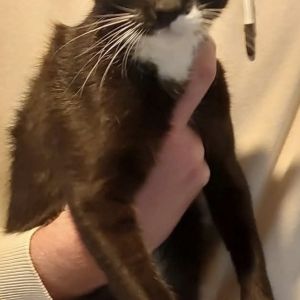 Gevonden: Kat Europese Korthaar – registratienummer 55586