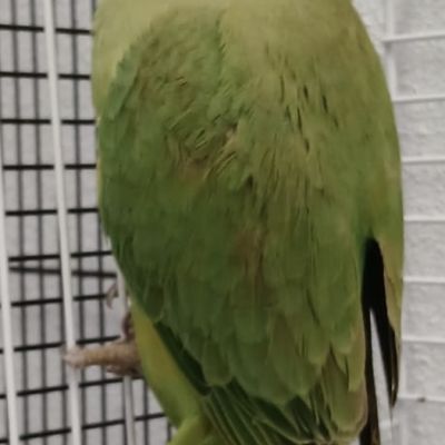 Gevonden: Vogel Halsband parkiet  – registratienummer 56967